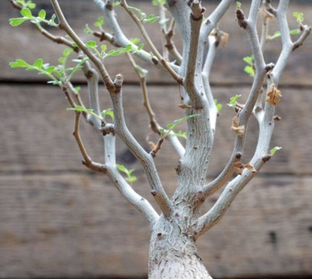 No.852 特選 Pachycormus discolor 象の木 パキコルムス・ディスカラー